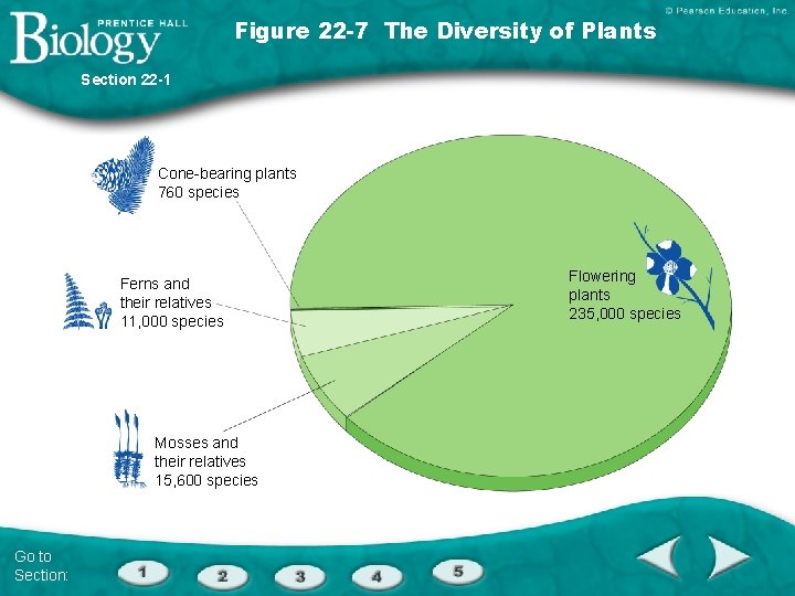 Figure 22 -7 The Diversity of Plants Section 22 -1 Cone-bearing plants 760 species