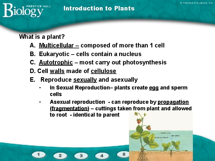 Introduction to Plants What is a plant? A. Multicellular – composed of more than