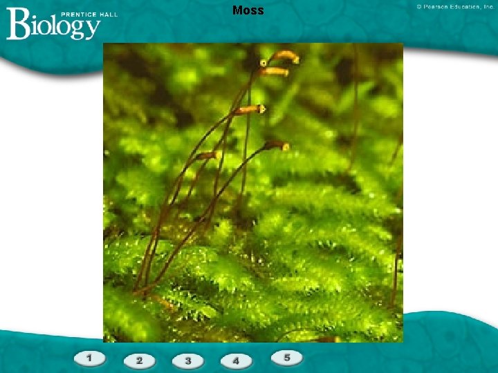 Moss 