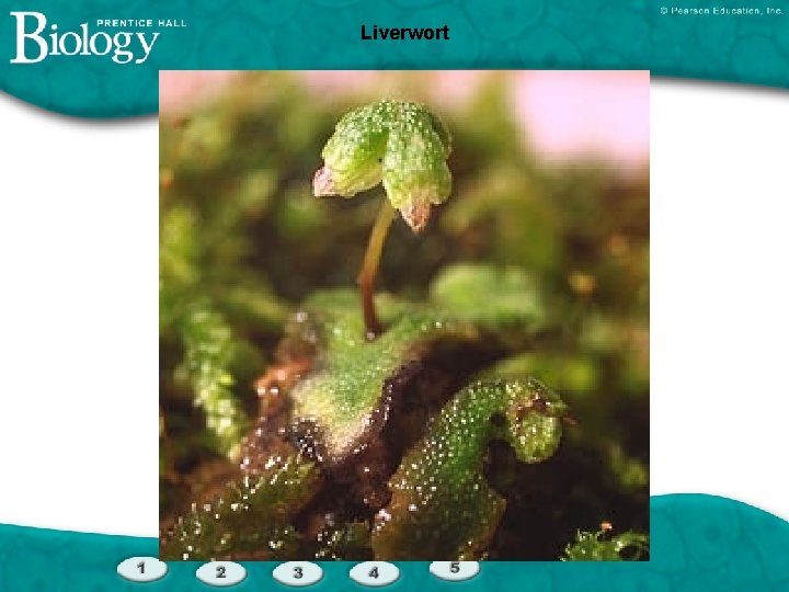 Liverwort 