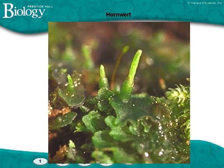 Hornwort 