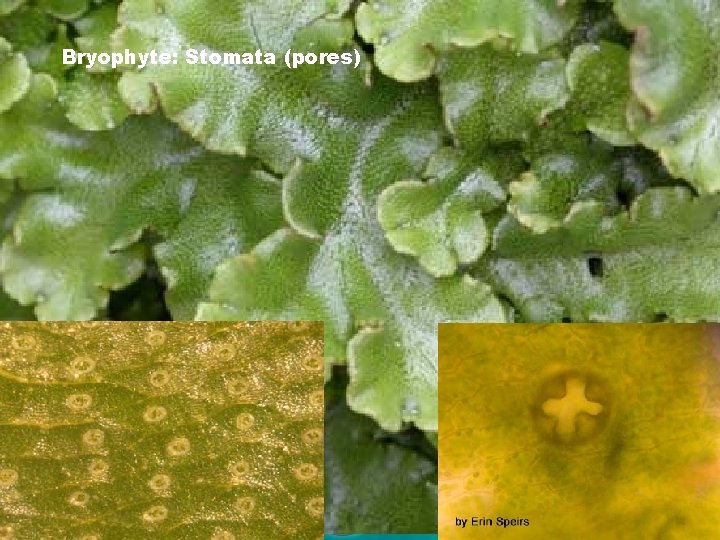 Bryophyte: Stomata (pores) 