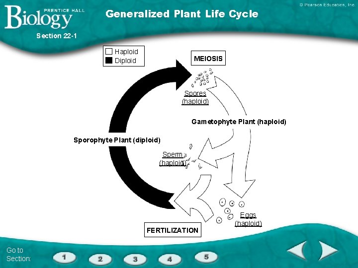 Generalized Plant Life Cycle Section 22 -1 Haploid Diploid MEIOSIS Spores (haploid) Gametophyte Plant