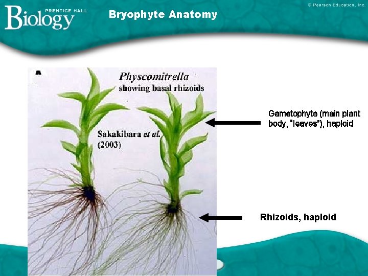 Bryophyte Anatomy Gametophyte (main plant body, “leaves”), haploid Rhizoids, haploid 