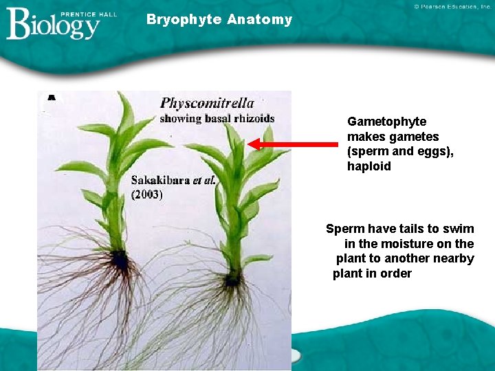 Bryophyte Anatomy Gametophyte makes gametes (sperm and eggs), haploid Sperm have tails to swim