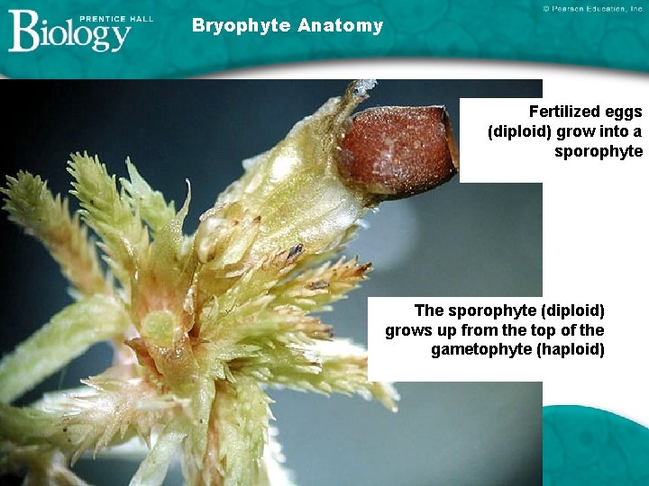 Bryophyte Anatomy Fertilized eggs (diploid) grow into a sporophyte The sporophyte (diploid) grows up