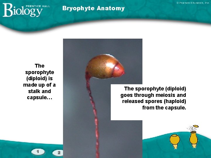 Bryophyte Anatomy The sporophyte (diploid) is made up of a stalk and capsule… The