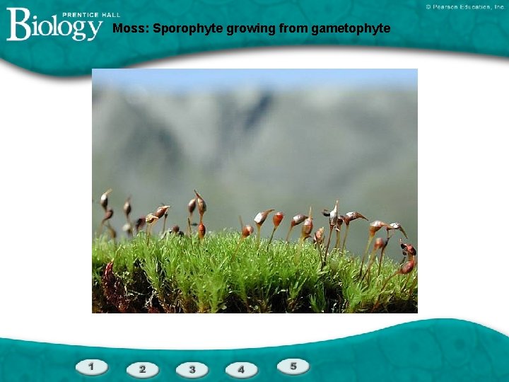 Moss: Sporophyte growing from gametophyte 