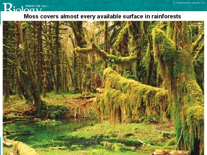 Moss covers almost every available surface in rainforests 