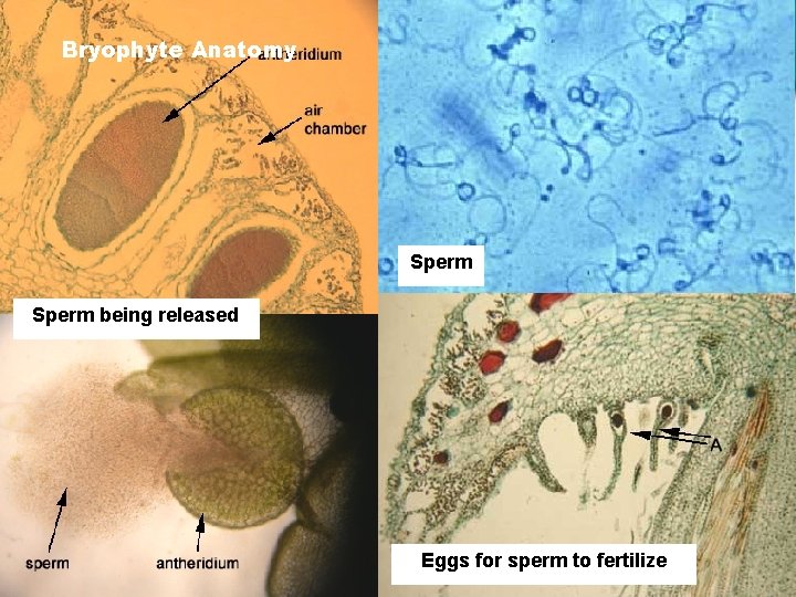 Bryophyte Anatomy Sperm being released Eggs for sperm to fertilize 