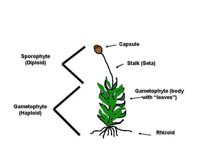 Bryophyte Anatomy Capsule Sporophyte (Diploid) Stalk (Seta) Gametophyte (body with “leaves”) Gametophyte (Haploid) Rhizoid