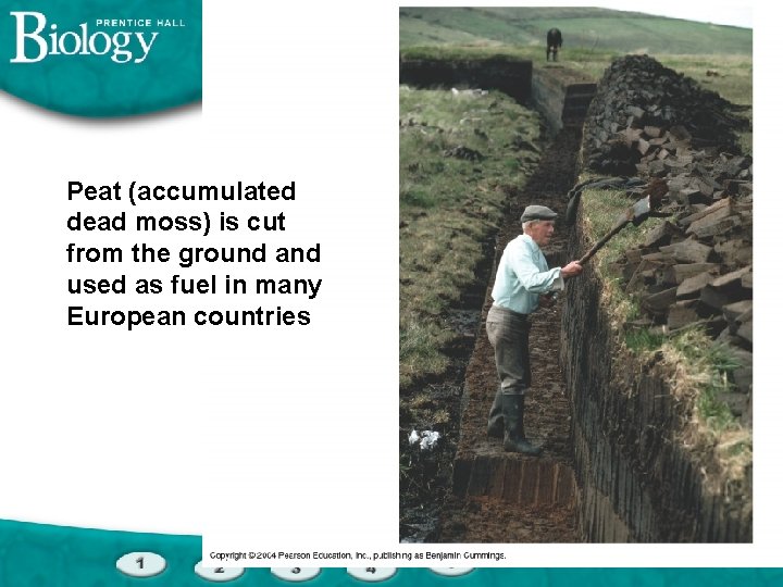 Peat (accumulated dead moss) is cut from the ground and used as fuel in