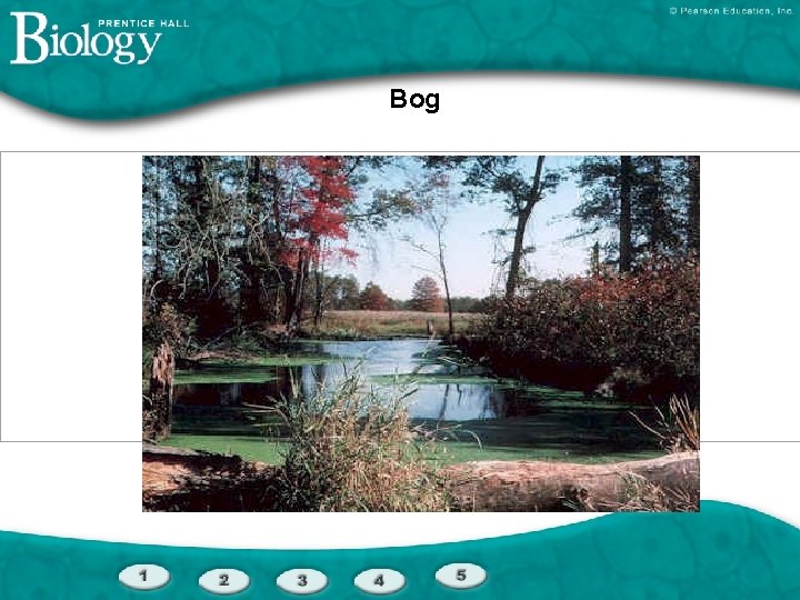 Bog 