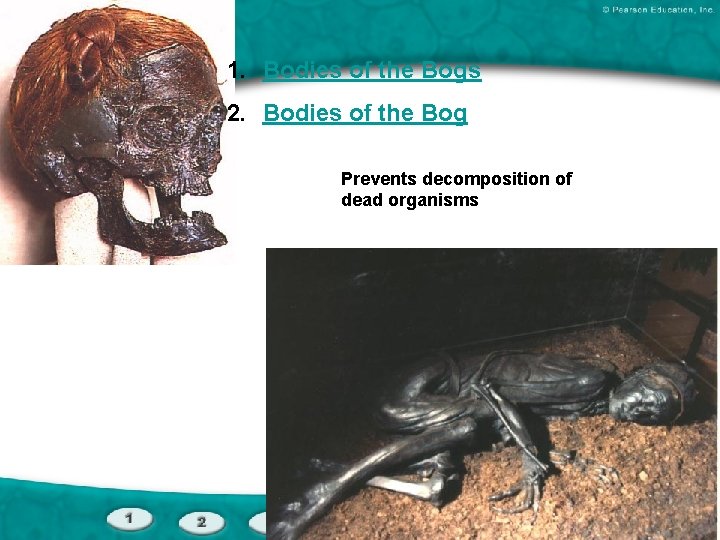 1. Bodies of the Bogs 2. Bodies of the Bog Prevents decomposition of dead