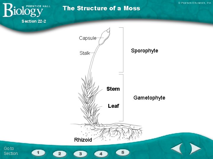 The Structure of a Moss Section 22 -2 Capsule Sporophyte Stalk Stem Gametophyte Leaf