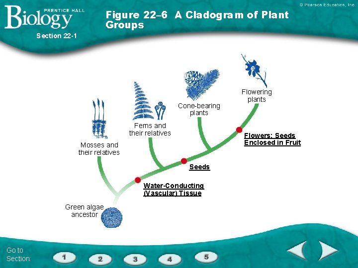 Figure 22– 6 A Cladogram of Plant Groups Section 22 -1 Cone-bearing plants Ferns
