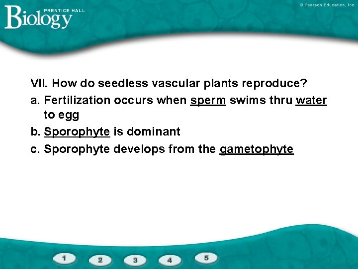 VII. How do seedless vascular plants reproduce? a. Fertilization occurs when sperm swims thru