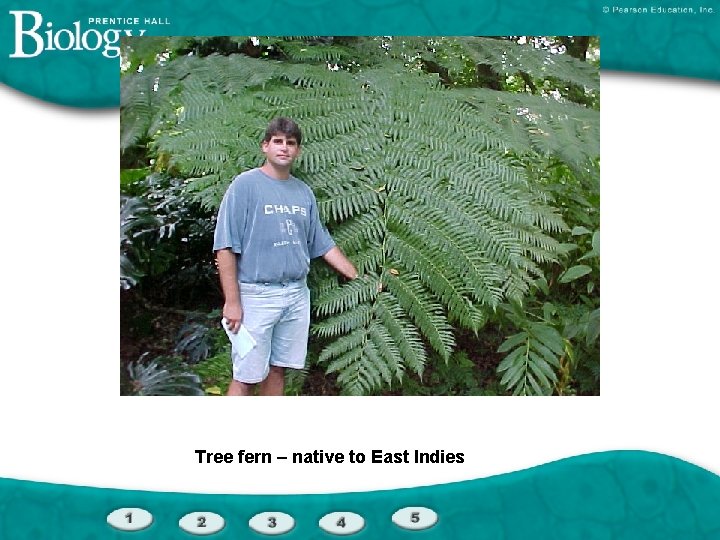 Tree fern – native to East Indies 