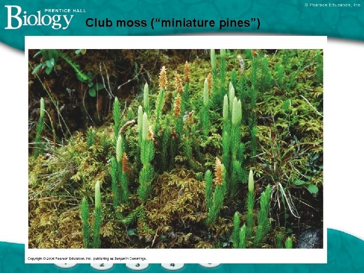 Club moss (“miniature pines”) 