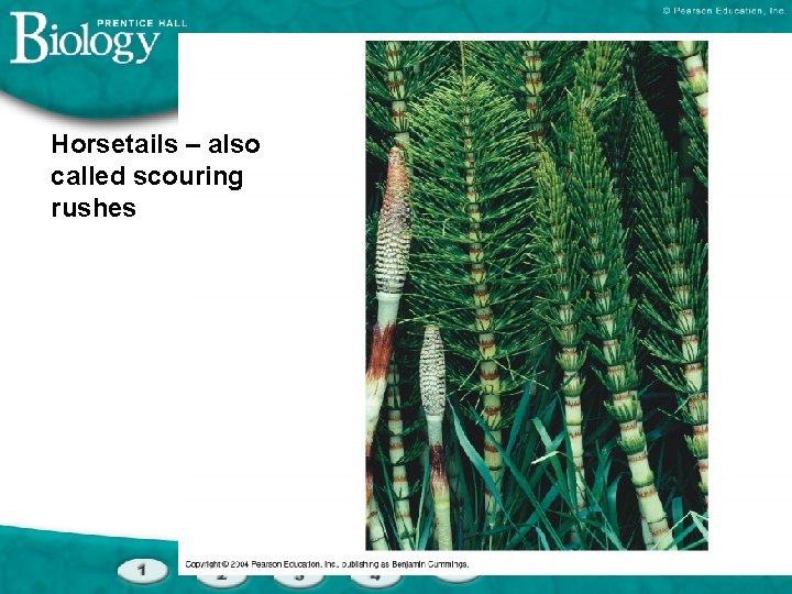 Horsetails – also called scouring rushes 