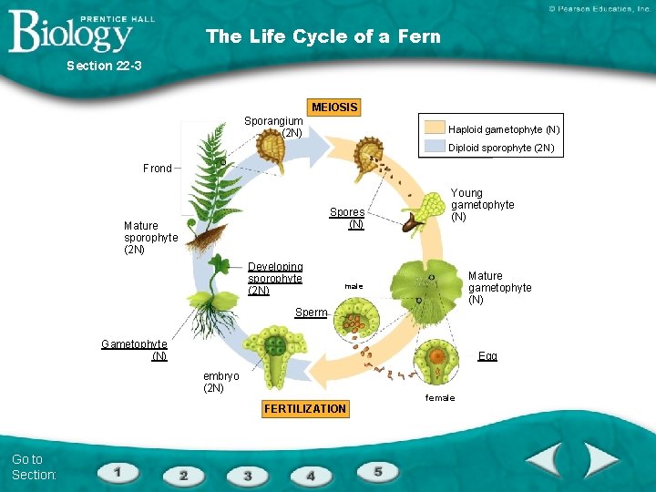  The Life Cycle of a Fern Section 22 -3 MEIOSIS Sporangium (2 N)