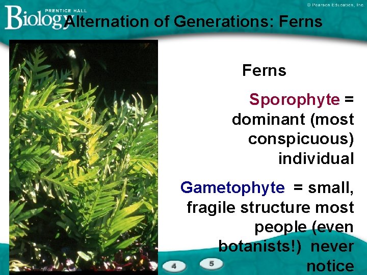 Alternation of Generations: Ferns Sporophyte = dominant (most conspicuous) individual Gametophyte = small, fragile