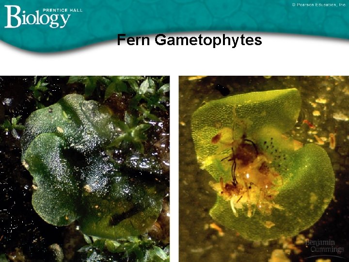 Fern Gametophytes 