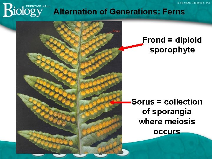 Alternation of Generations: Ferns Frond = diploid sporophyte Sorus = collection of sporangia where