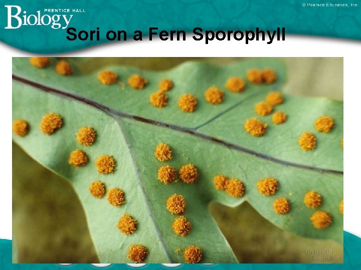 Sori on a Fern Sporophyll 