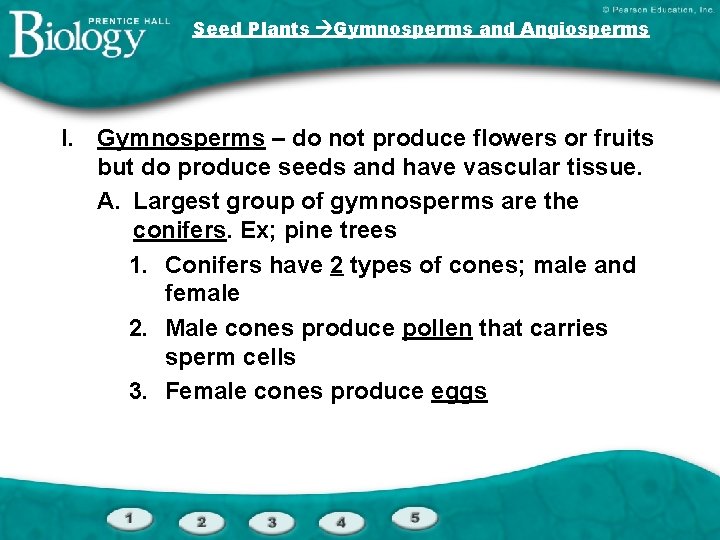 Seed Plants Gymnosperms and Angiosperms I. Gymnosperms – do not produce flowers or fruits