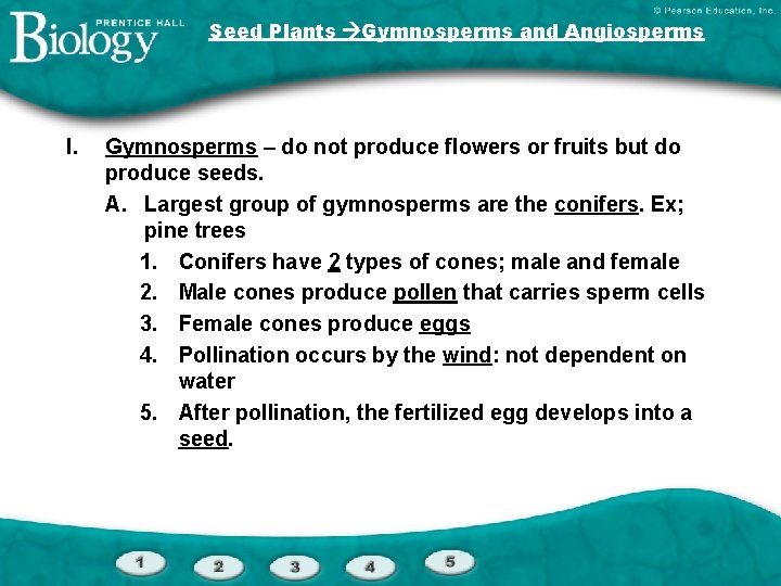 Seed Plants Gymnosperms and Angiosperms I. Gymnosperms – do not produce flowers or fruits