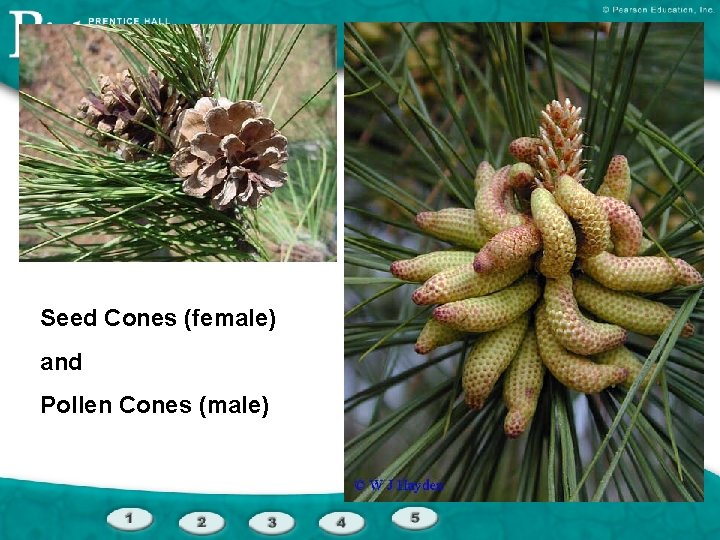 Seed Cones (female) and Pollen Cones (male) 