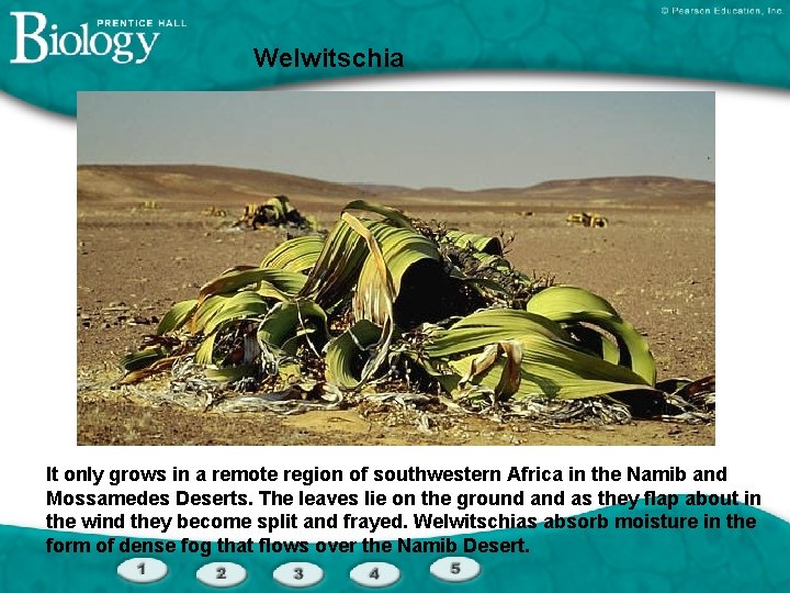 Welwitschia It only grows in a remote region of southwestern Africa in the Namib