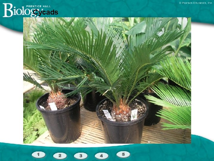 Cycads 