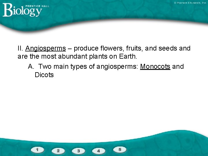 II. Angiosperms – produce flowers, fruits, and seeds and are the most abundant plants