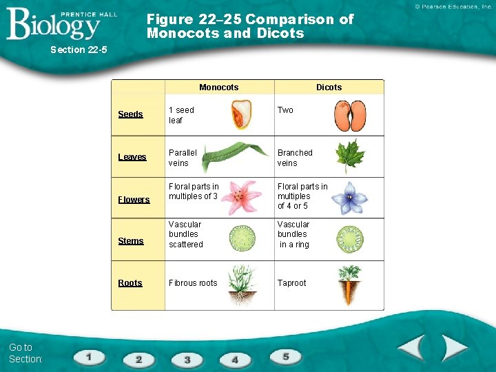 Figure 22– 25 Comparison of Monocots and Dicots Section 22 -5 Monocots Go to