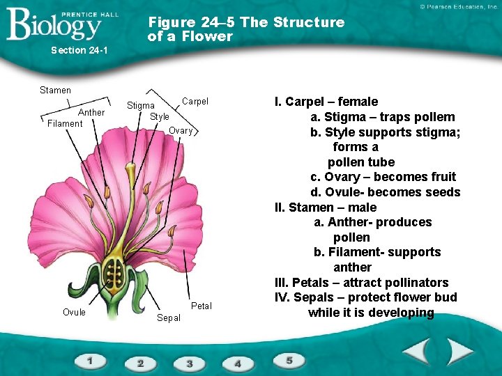 Section 24 -1 Figure 24– 5 The Structure of a Flower Stamen Anther Filament