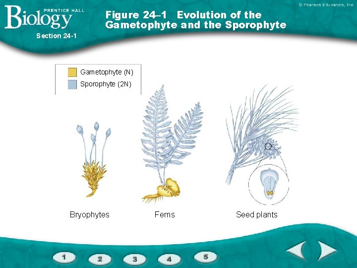 Figure 24– 1 Evolution of the Gametophyte and the Sporophyte Section 24 -1 Gametophyte