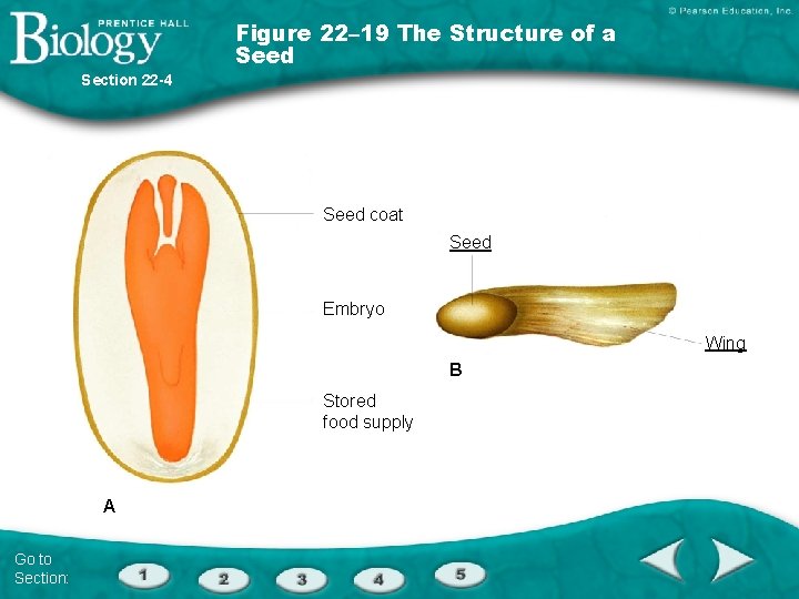 Figure 22– 19 The Structure of a Seed Section 22 -4 Seed coat Seed