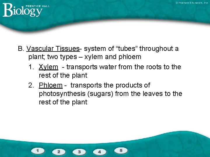 B. Vascular Tissues- system of “tubes” throughout a plant; two types – xylem and