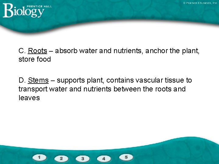 C. Roots – absorb water and nutrients, anchor the plant, store food D. Stems