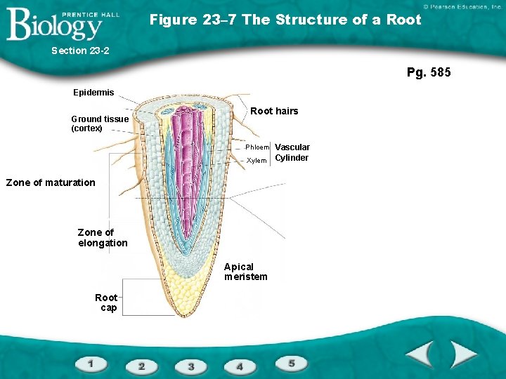 Figure 23– 7 The Structure of a Root Section 23 -2 Pg. 585 Epidermis