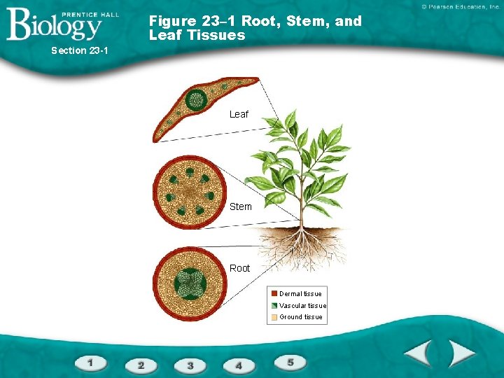 Figure 23– 1 Root, Stem, and Leaf Tissues Section 23 -1 Leaf Stem Root