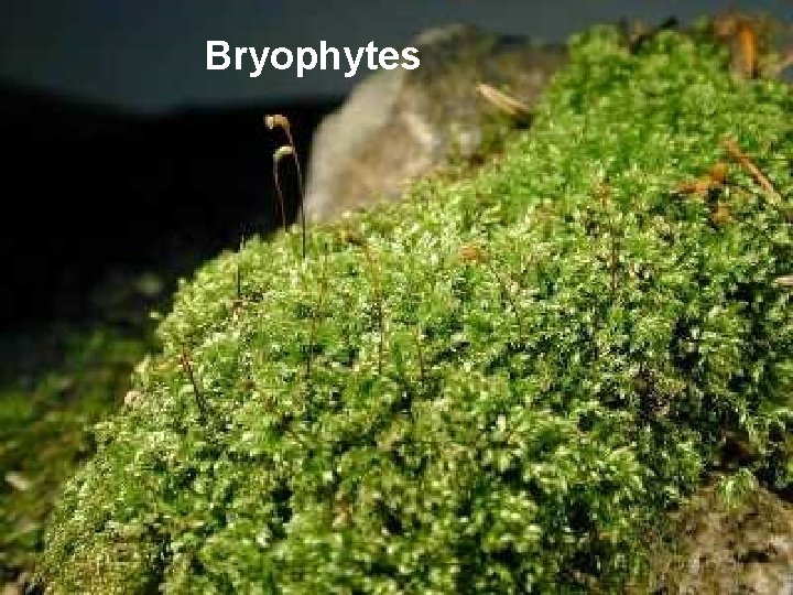 Bryophytes 