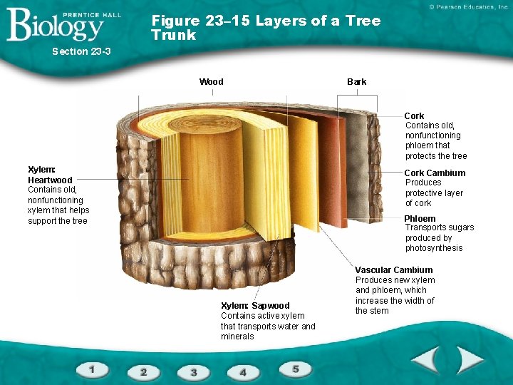 Figure 23– 15 Layers of a Tree Trunk Section 23 -3 Wood Bark Contains