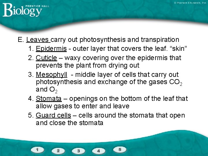 E. Leaves carry out photosynthesis and transpiration 1. Epidermis - outer layer that covers