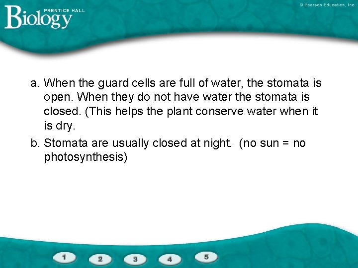 a. When the guard cells are full of water, the stomata is open. When