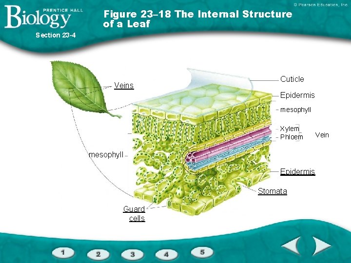 Figure 23– 18 The Internal Structure of a Leaf Section 23 -4 Veins Cuticle