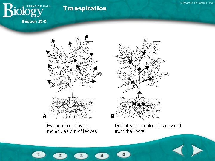 Transpiration Section 23 -5 A B Evaporation of water molecules out of leaves. Pull