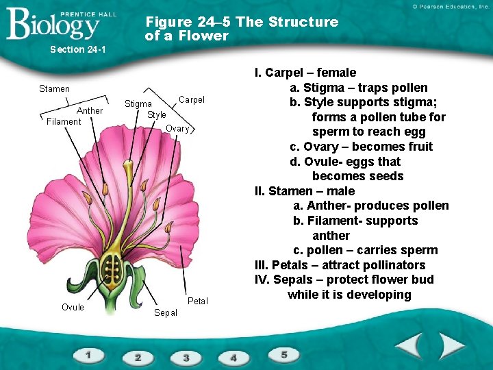 Section 24 -1 Figure 24– 5 The Structure of a Flower Stamen Anther Filament
